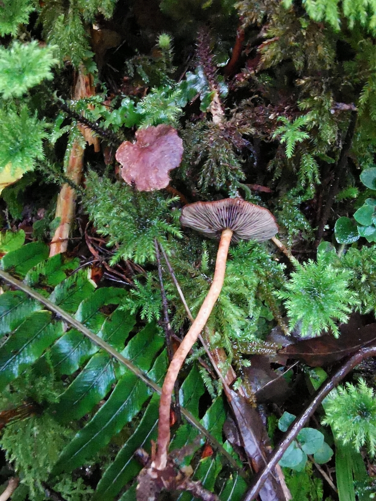 Hypholoma brunneum · April 2026 · photo: © luisa5719 (iNaturalist, cc-by)
