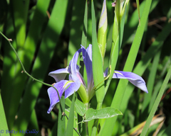 Iris savannarum