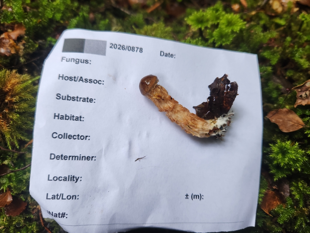 Austroboletus novae-zelandiae · April 2026 · photo: © claire_grace83 (iNaturalist, cc-by)