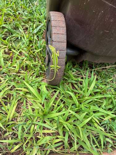 Anolis carolinensis observed 2026-04-13