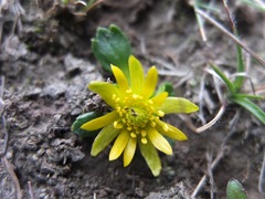 Ranunculus filamentosus