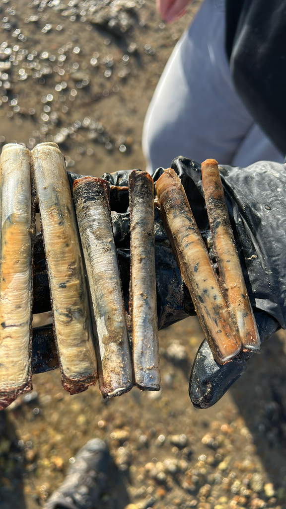 Grooved Razor Shell from Fareham, England, GB on April 18, 2026 at 06: ...
