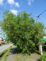Salix triandra