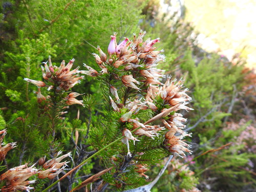 Image of Erica ventricosa by (c) Matthew Fainman, some rights reserved (CC BY)