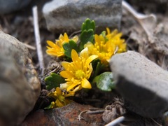 Ranunculus filamentosus
