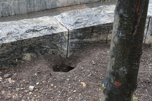 Rat photographed near here on 2026-04-19