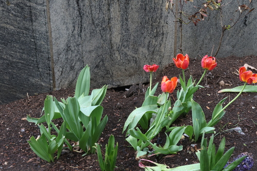 Rat photographed near here on 2026-04-19