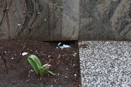 Rat photographed near here on 2026-04-19