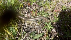 Chalcides chalcides