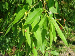 Salix triandra