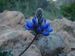 Dalea azurea