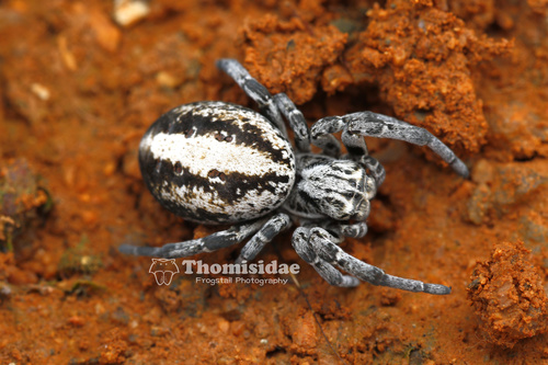 Stegodyphus lineatus