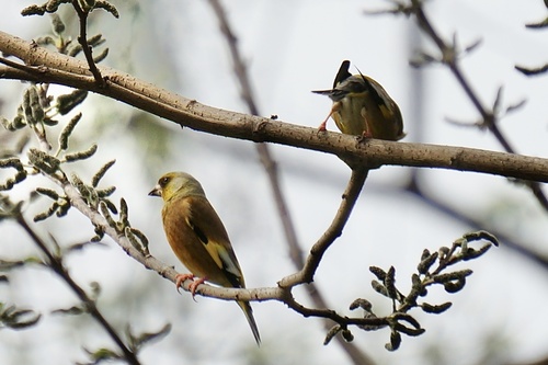 Oriental Greenfinch