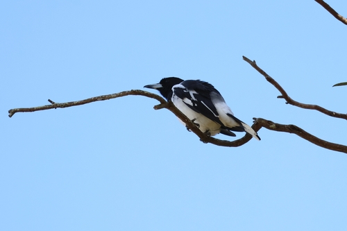 Pied Butcherbird
