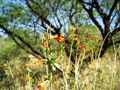 Anisacanthus thurberi