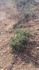 Astragalus rupifragus