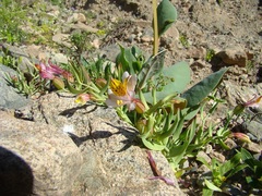 Alstroemeria graminea