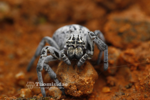 Stegodyphus lineatus