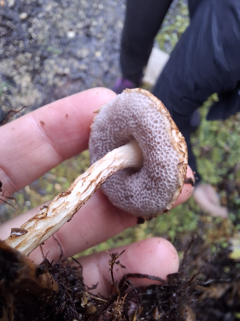 Austroboletus novae-zelandiae · April 2026 · photo: © armillariabianca (iNaturalist, cc0)