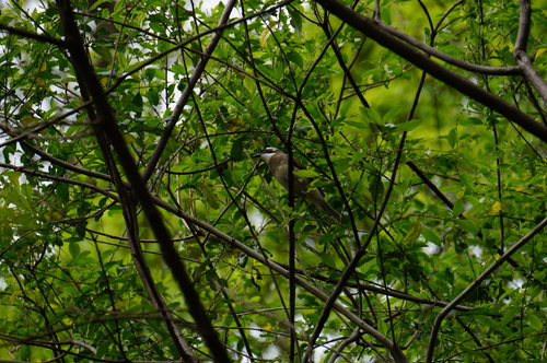 Light-vented Bulbul