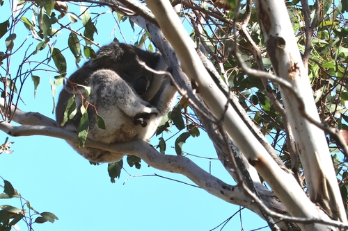 Koala