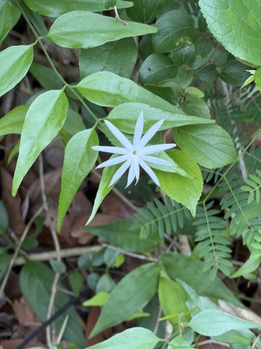 Jasminum nervosum iNat (2)