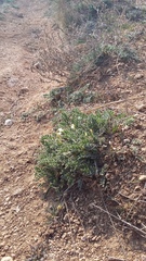 Astragalus rupifragus