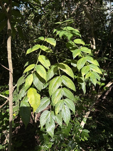 Brucea javanica