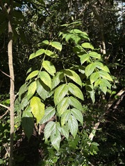 Brucea javanica