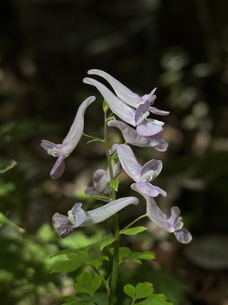 Corydalis huangshanensis