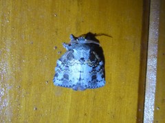 Euglyphis contubernalis