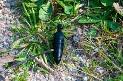 Physomeloe corallifer