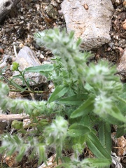Cryptantha barbigera