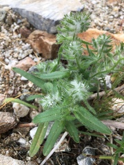 Cryptantha barbigera