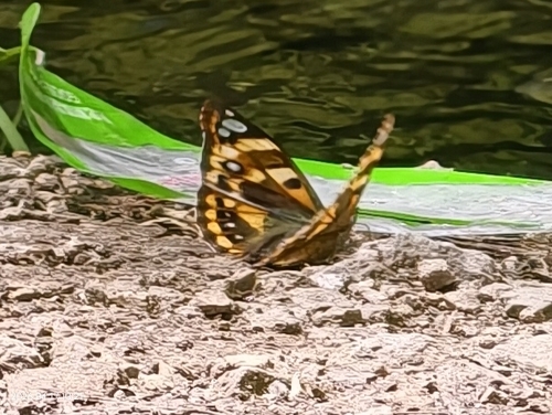 Window Emperor