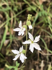 Lithophragma heterophyllum