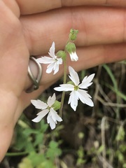 Lithophragma heterophyllum