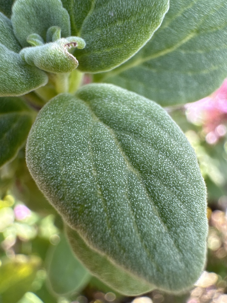 Thorncroftia attwoodii