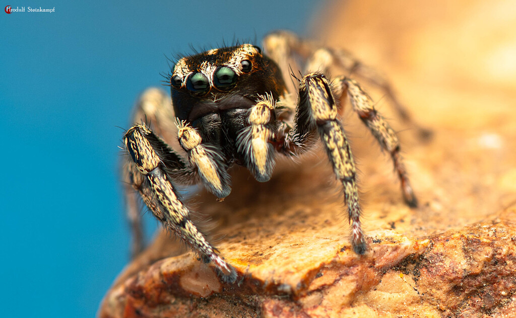 Heliocapensis claviger