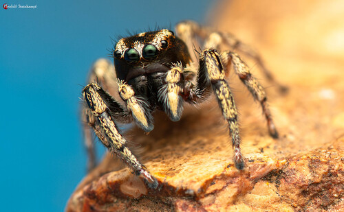 Heliophanus claviger