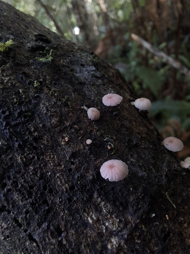Mycena roseoflava · April 2026 · photo: © armillariabianca (iNaturalist, cc0)