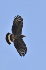 Hook-Billed Kite photo 4