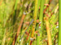 Chlorolestes conspicuus
