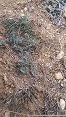 Astragalus rupifragus