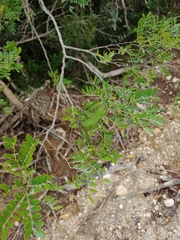 Vachellia choriophylla