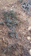 Astragalus rupifragus