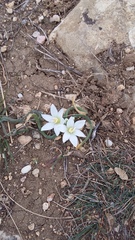 Ornithogalum fimbriatum