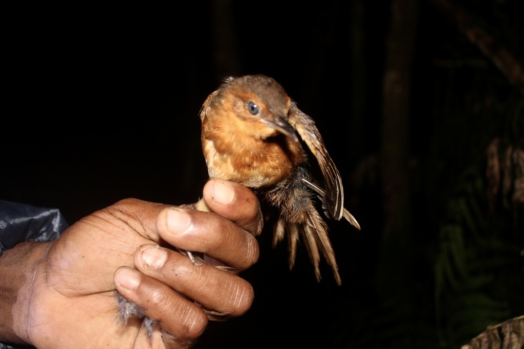 Rusty Thicketbird (Cincloramphus rubiginosus) photo
