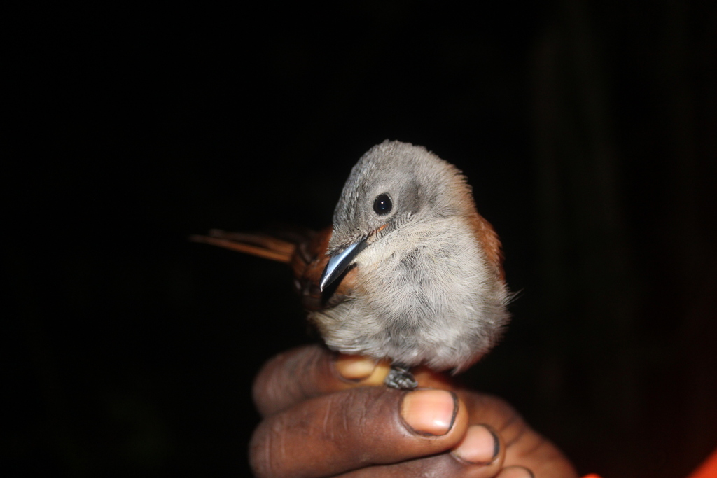 Velvet Flycatcher (Myiagra eichhorni) photo