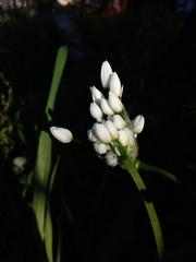 Allium neapolitanum
